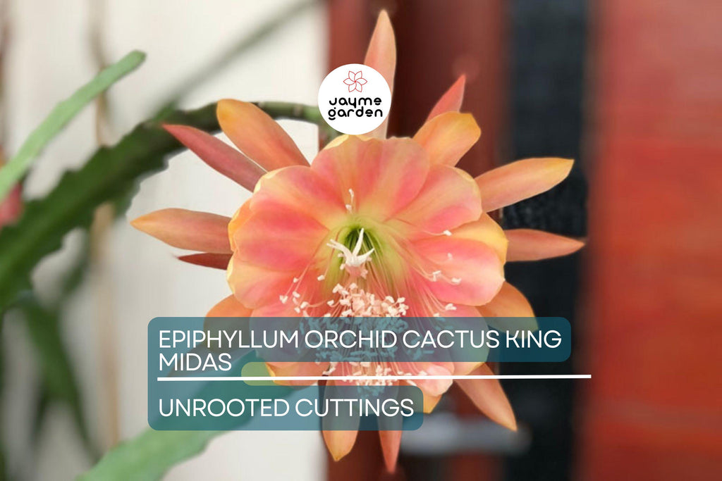 Epiphyllum Orchid Cactus ‘King Midas’ Cutting | 8"-10" Long | Large Vibrant Blooms | Hybrid Epiphyllum Cutting