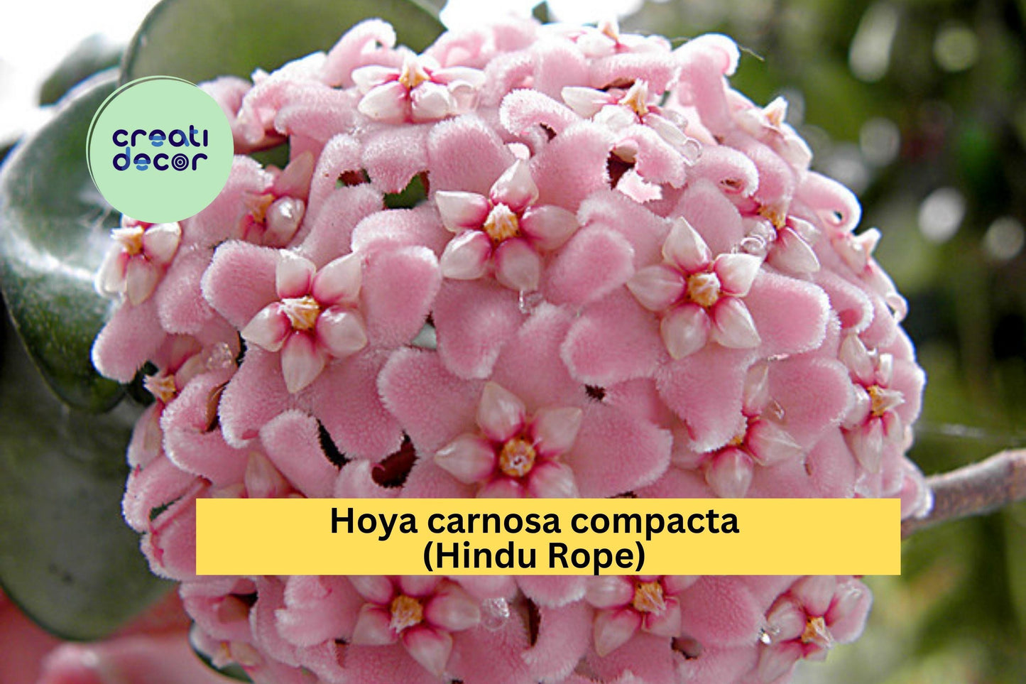 Hoya carnosa compacta Hindu Rope | Krinkle Kurl Bare Root Plant | 6+ Inch Live Indoor Vine with Curled Wax Plant Foliage