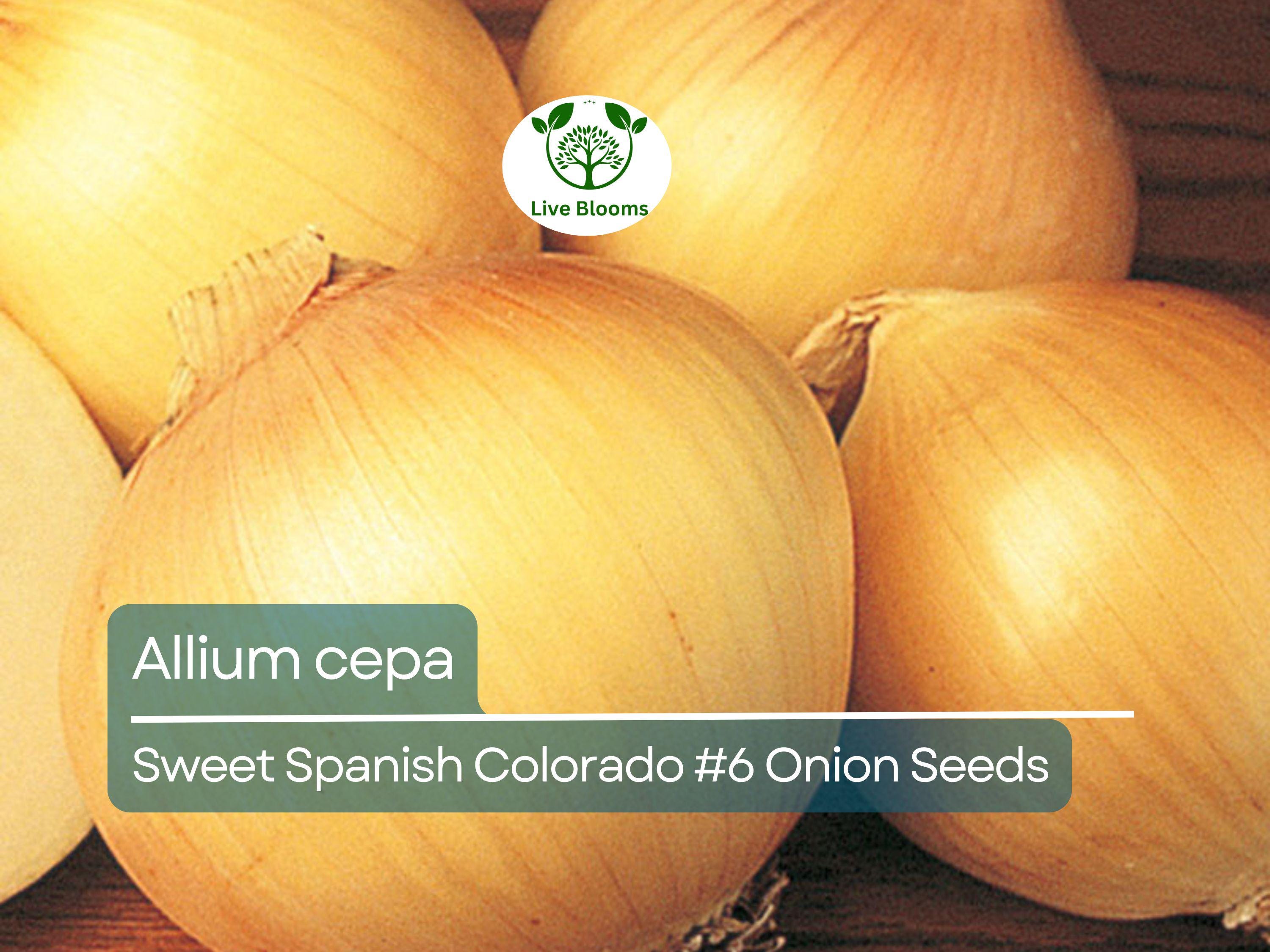 250 mg Sweet Spanish Onion Seeds - Allium cepa Colorado #6 | Heirloom Vegetable Seeds for Planting, Gardening & Sweet Bulbs Harvest