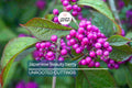 10 Organic Japanese Beautyberry Cuttings | 5-7” Edible Unrooted Plant | Vibrant Purple Berries |