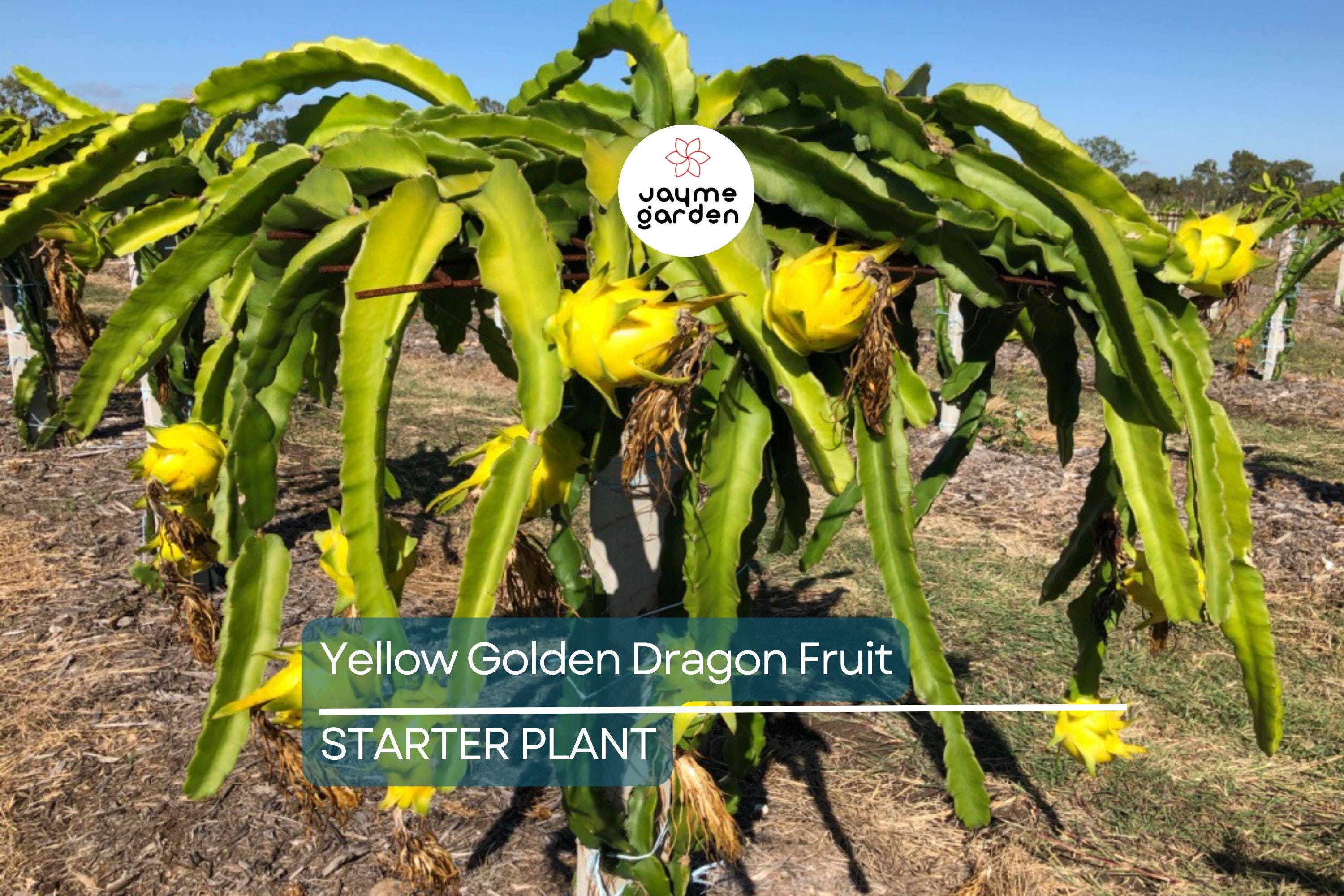 Yellow Golden Dragon Fruit Seedling - 3”-5” Live Plant with Pot - Sweet White Flesh, Ready to Plant
