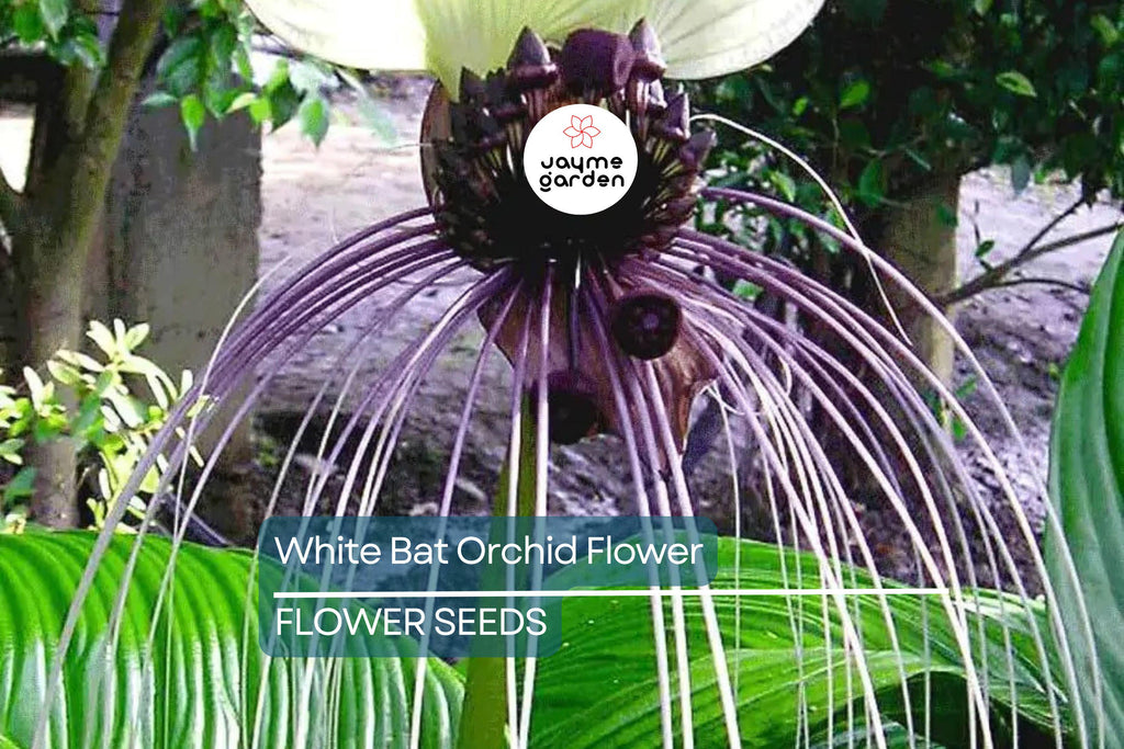 10 White Bat Orchid Flower Seeds (Tacca integrifolia) – Exotic Tropical Houseplant, Rare Bat Shape Flower