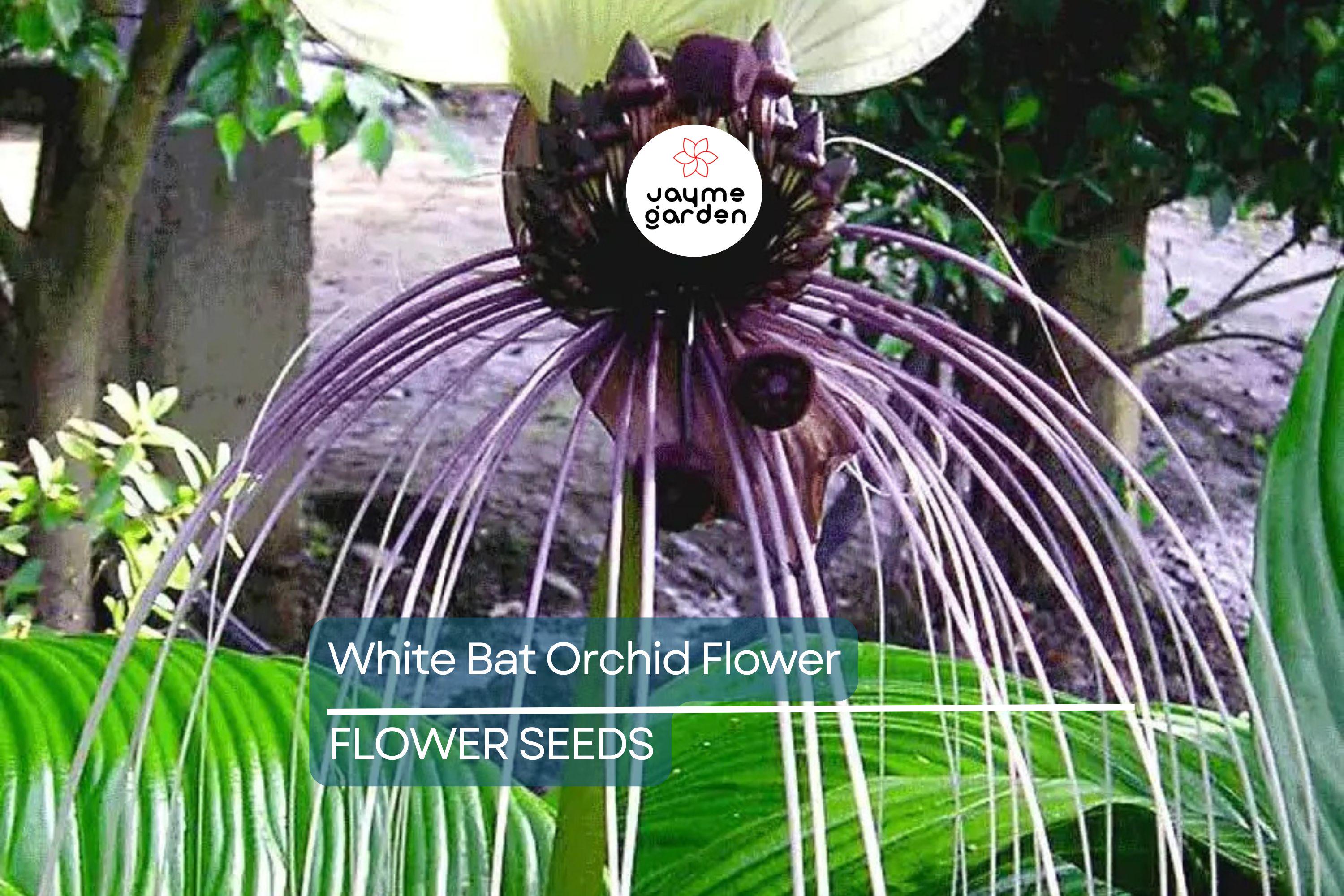 10 White Bat Orchid Flower Seeds (Tacca integrifolia) – Exotic Tropical Houseplant, Rare Bat Shape Flower