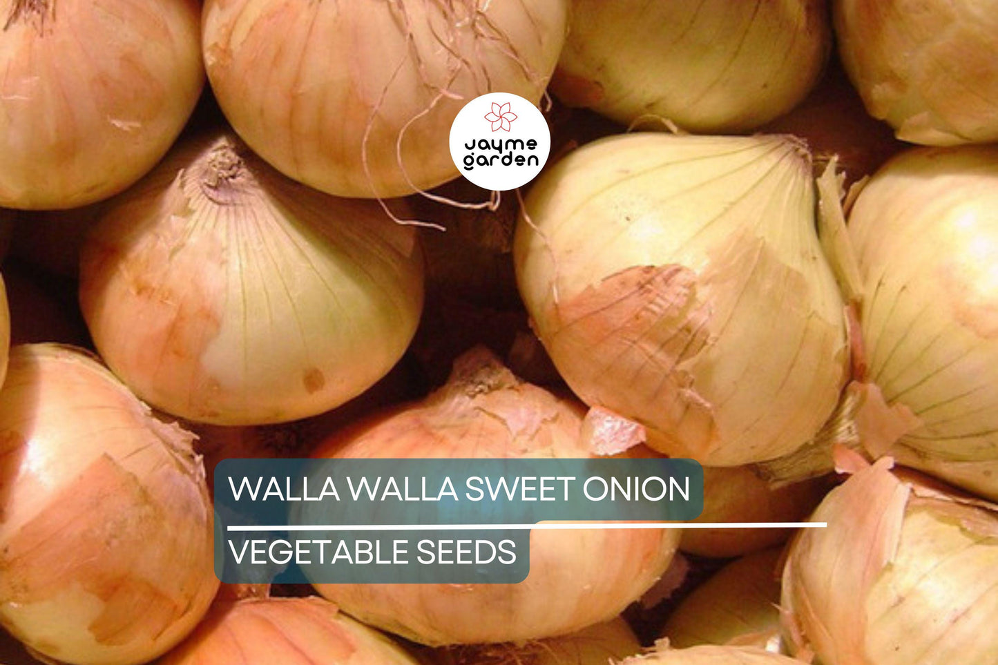 1000 Walla Walla Sweet Onion Seeds – Heirloom, Non-GMO | USA Seller, Free Shipping