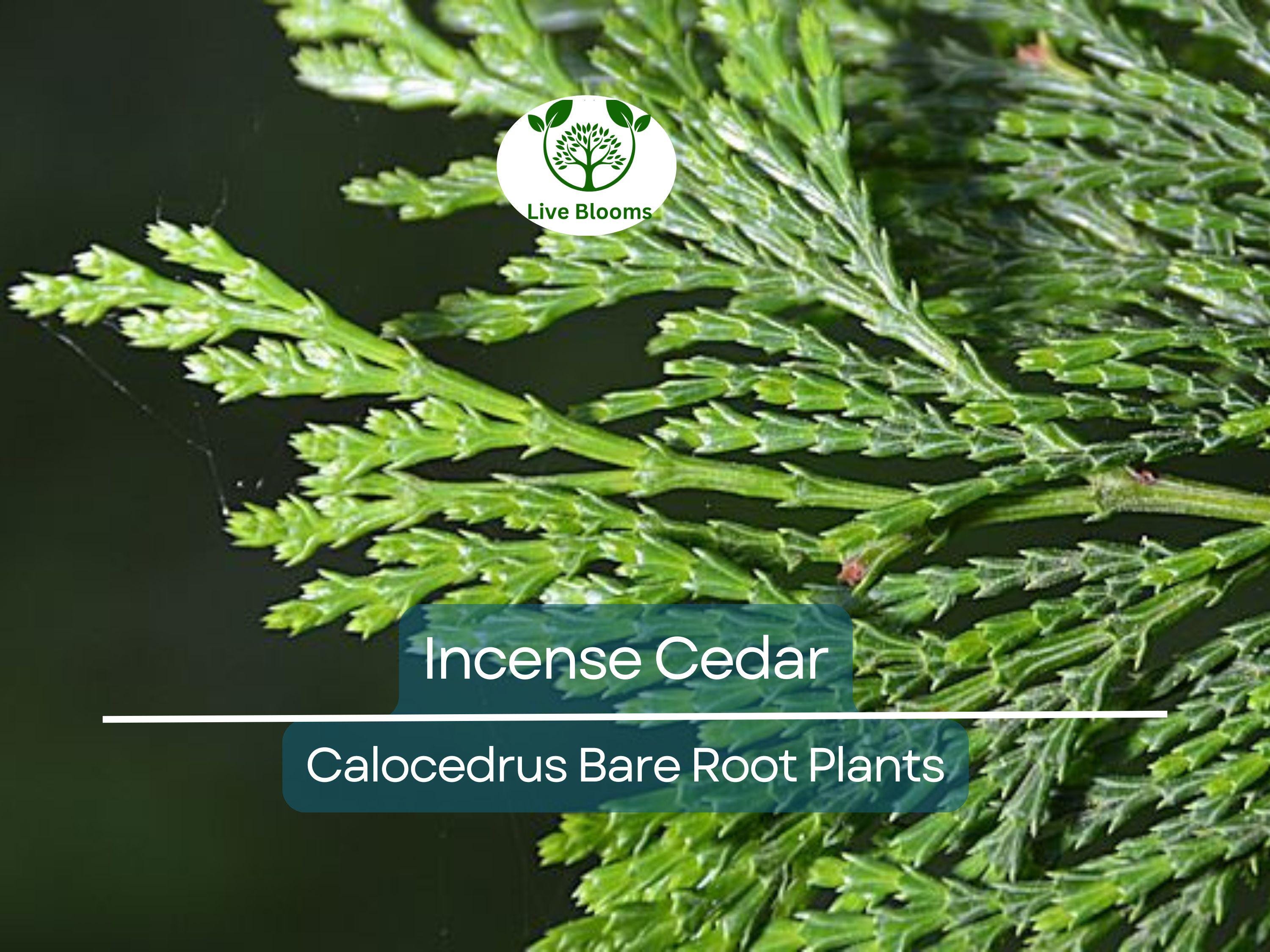 5 Incense Cedar Tree Seedlings – Live Bare Root Plants – Calocedrus decurrens – Fragrant Evergreen for Landscape or Privacy