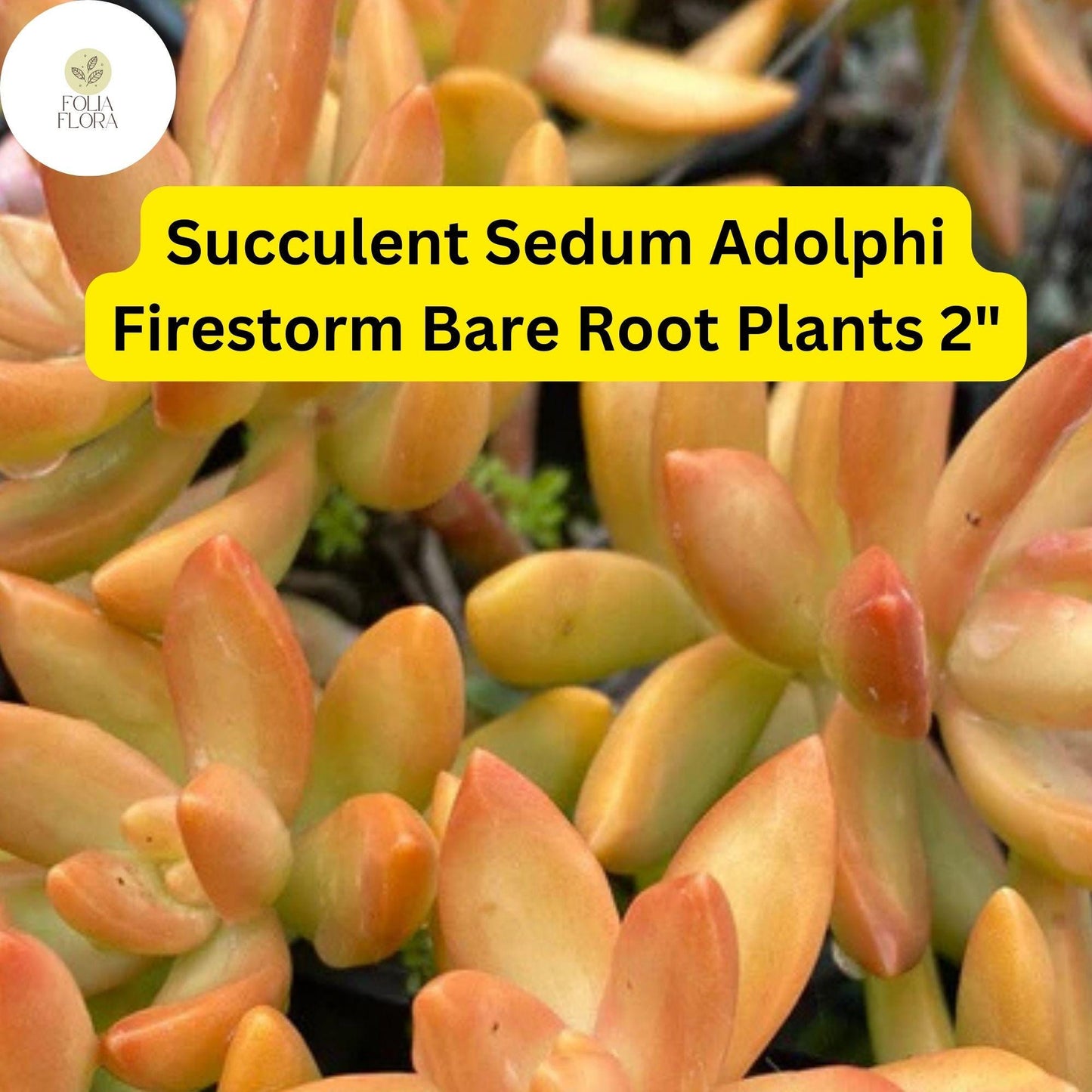 2 Bare Root Live Plants 2" Sedum adolphi ‘Firestorm’ Succulent | Red-Orange Edged Foliage | Easy Care
