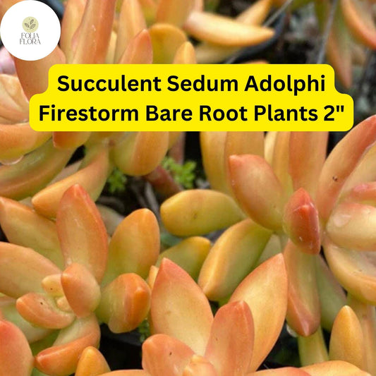 2 Bare Root Live Plants 2" Sedum adolphi ‘Firestorm’ Succulent | Red-Orange Edged Foliage | Easy Care