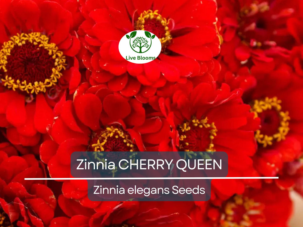 100 Zinnia CHERRY QUEEN Seeds - Red Scarlet Blooms, Cut Flowers, Non-GMO, Attracts Hummingbirds - Zinnia elegans