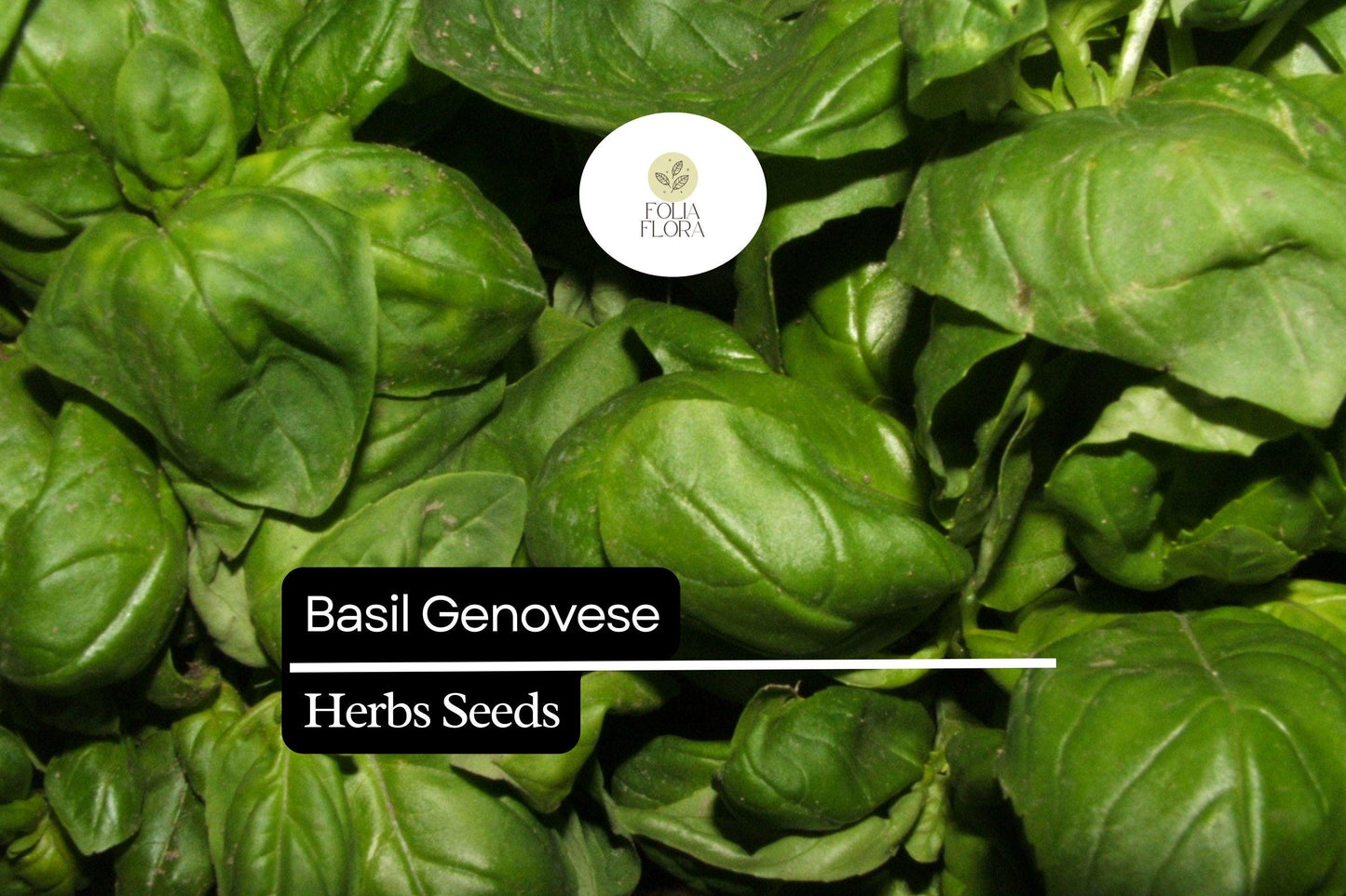4000 Seeds Basil Genovese | Ocimum basilicum | Heirloom, Non-GMO Italian Herb | Aromatic & Flavorful