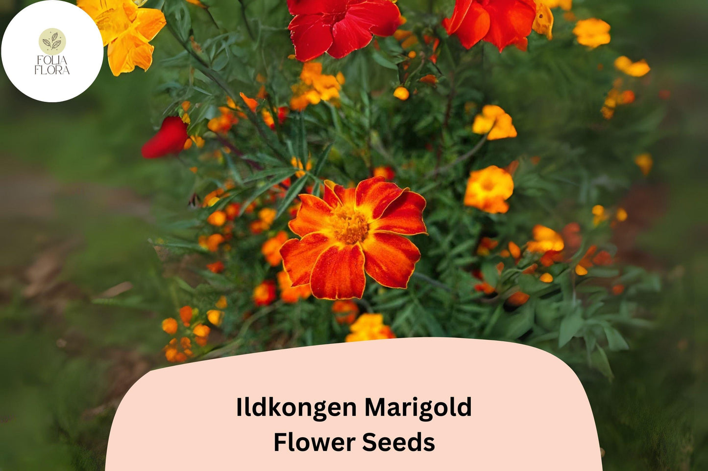 25+ Ildkongen Marigold Seeds | Tagetes patula | Striking Red-Orange French Marigold | Easy Annual Flowers for Garden Planting