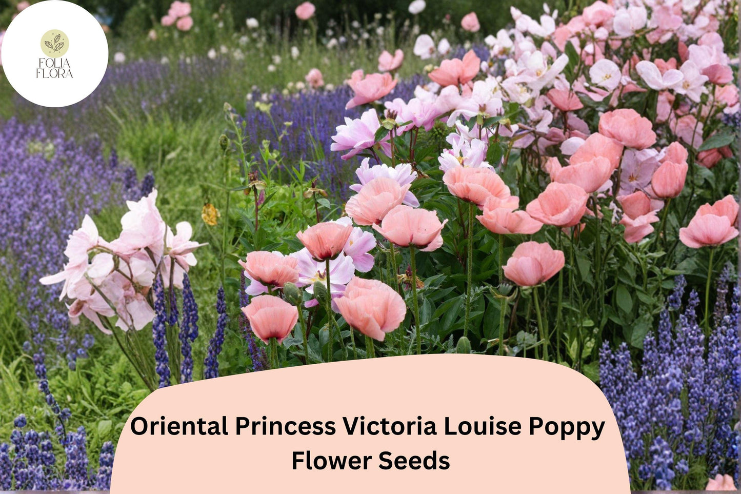 200+ Oriental Princess Victoria Louise Poppy Seeds for Garden – Pink Blooms, Easy to Grow Perennial Flowers