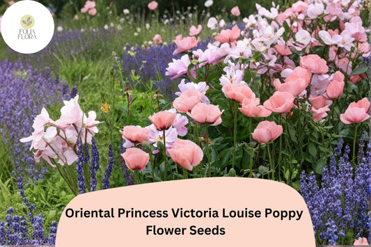 200+ Oriental Princess Victoria Louise Poppy Seeds for Garden – Pink Blooms, Easy to Grow Perennial Flowers