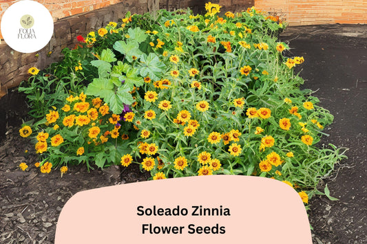 100+ Soleado Zinnia Seeds – Bright Yellow Non-GMO Annual Flowers for Garden Planting & Cut Flower Gardens