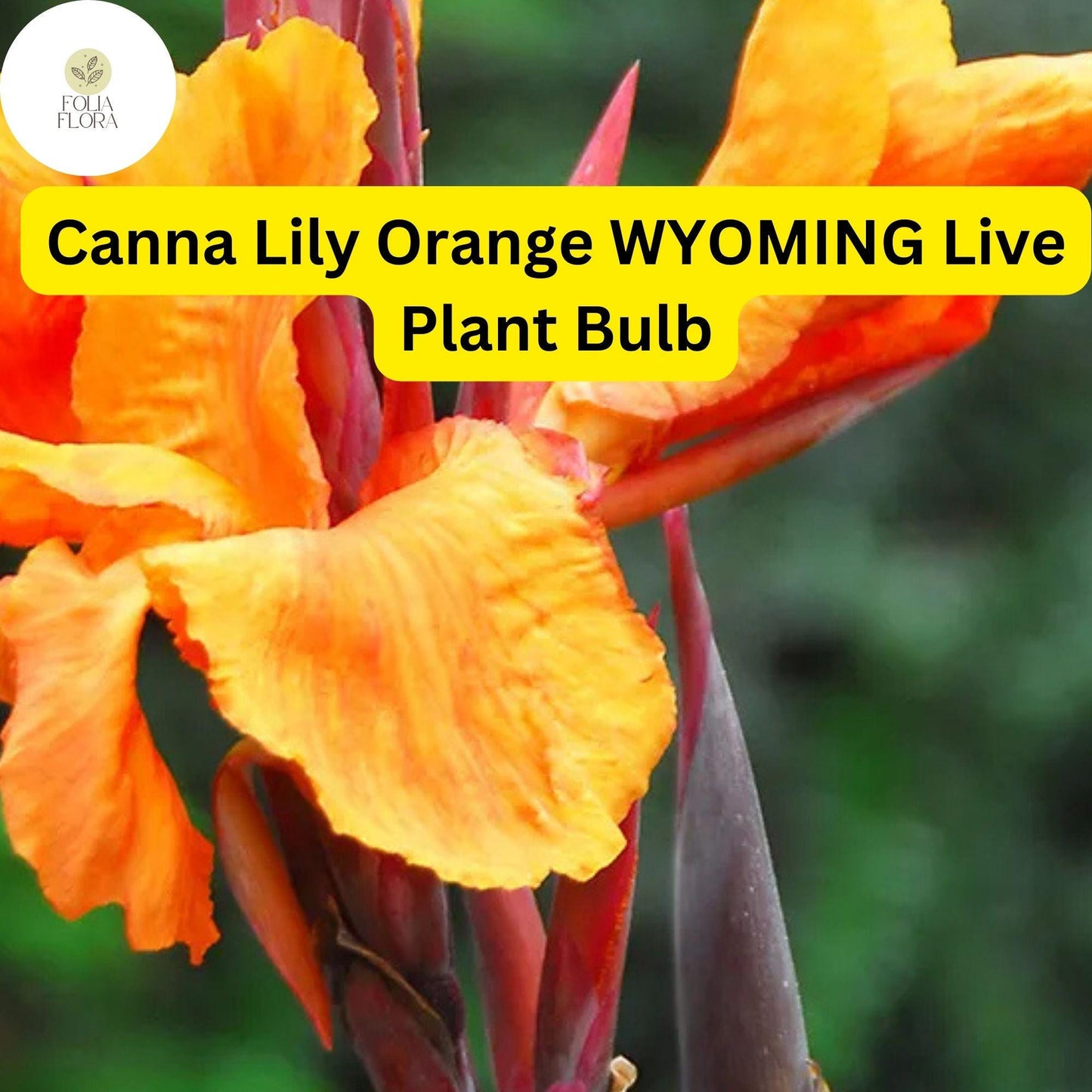 Canna Lily Orange Wyoming | 1 Live Bulb | Tall Flowering Plant with Purple Burgundy Leaves | Tropical, Fast-Growing, Perennial