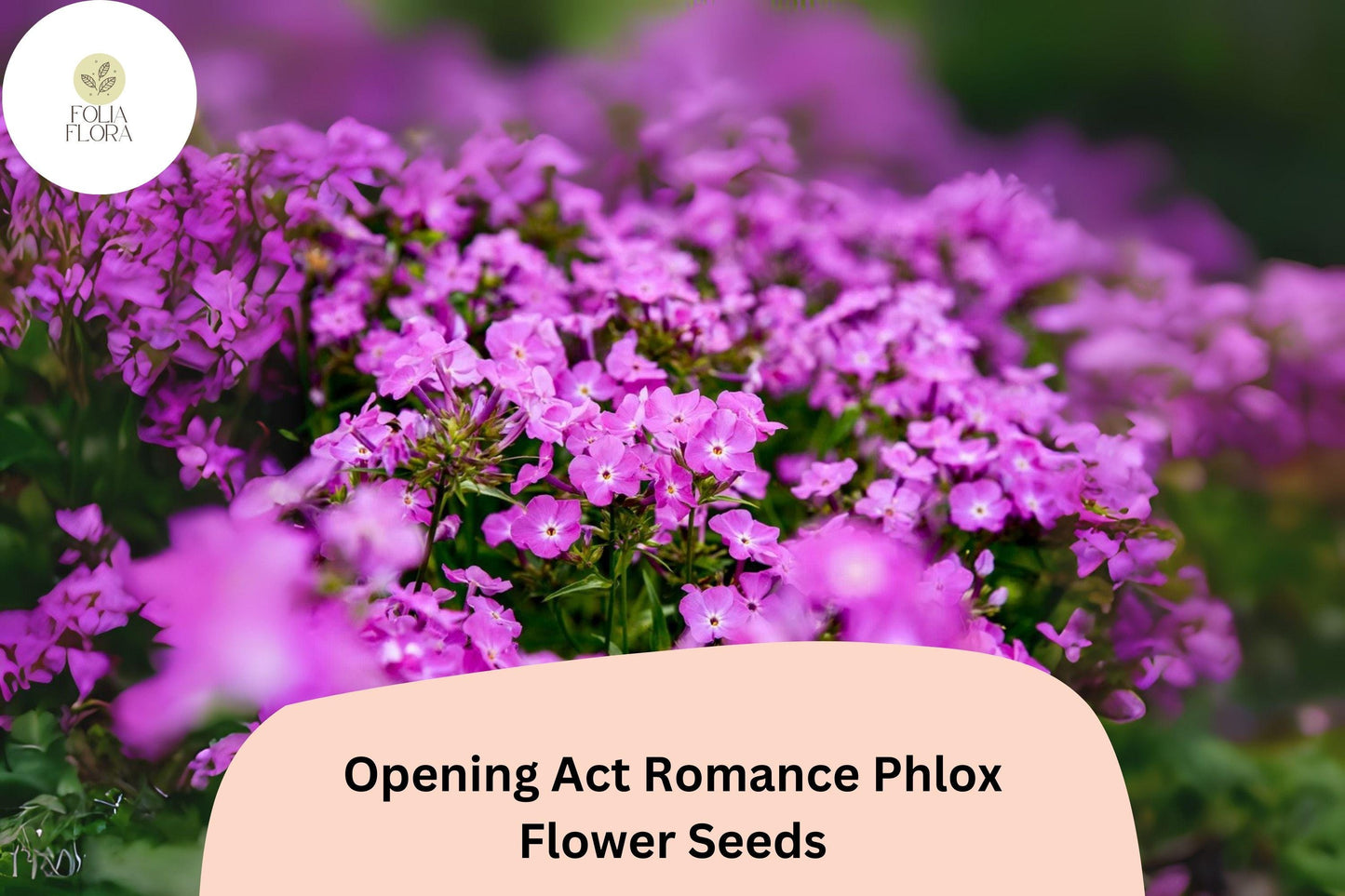 100+ Opening Act Romance Phlox Seeds – Perennial Garden Flower Seeds, Phlox paniculata Hybrid