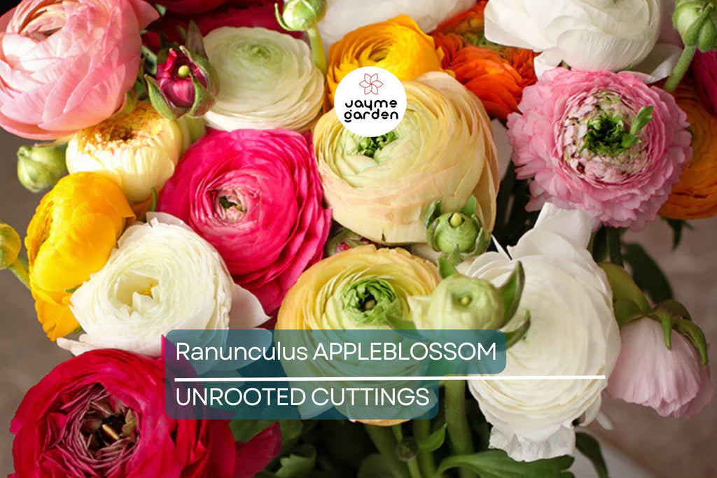 Ranunculus Appleblossom Mix Bulbs - 10 Pink, Red, White Flower Bulbs, Fast-Growing, Drought-Resistant, USDA Zones 8-11
