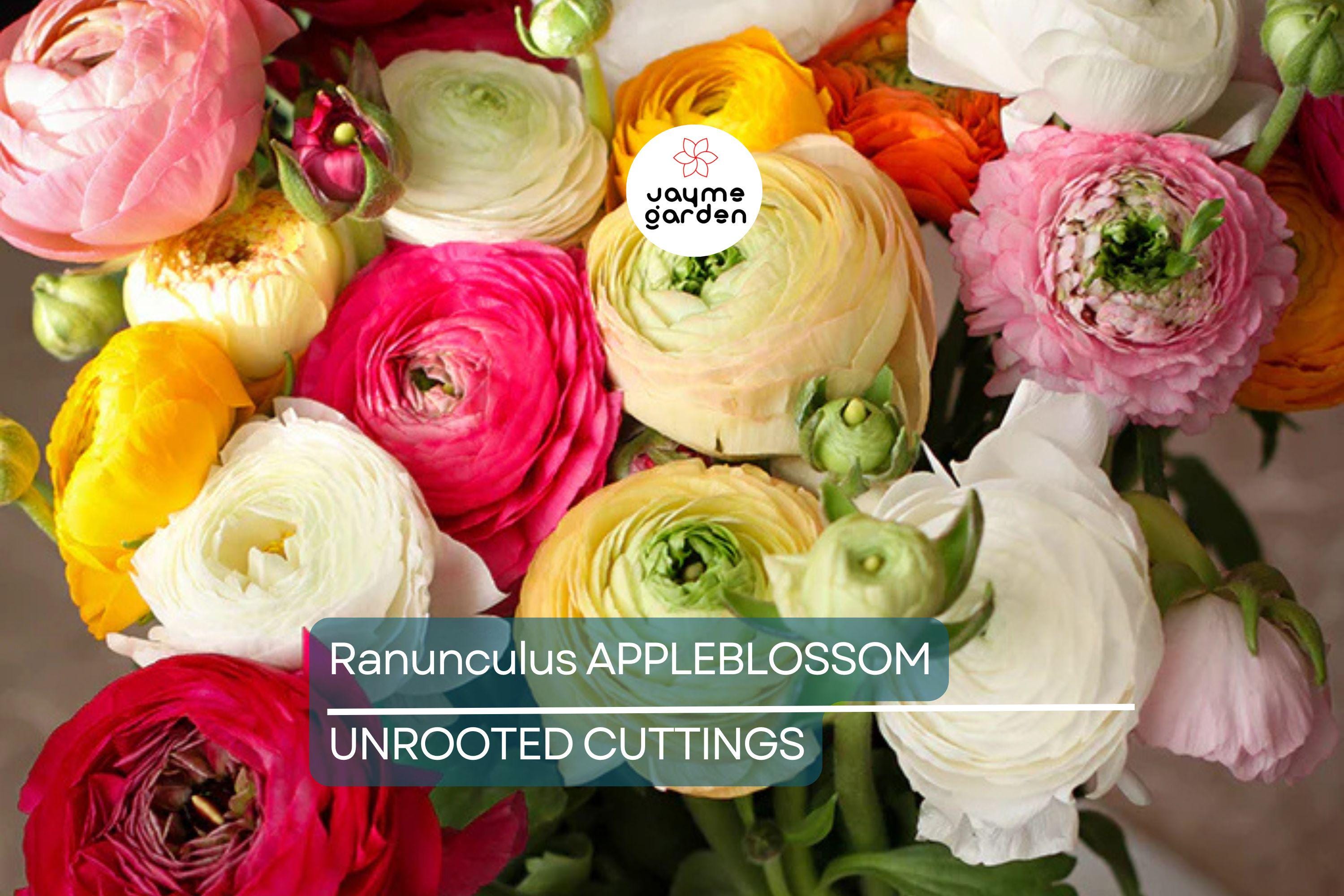 Ranunculus Appleblossom Mix Bulbs - 10 Pink, Red, White Flower Bulbs, Fast-Growing, Drought-Resistant, USDA Zones 8-11