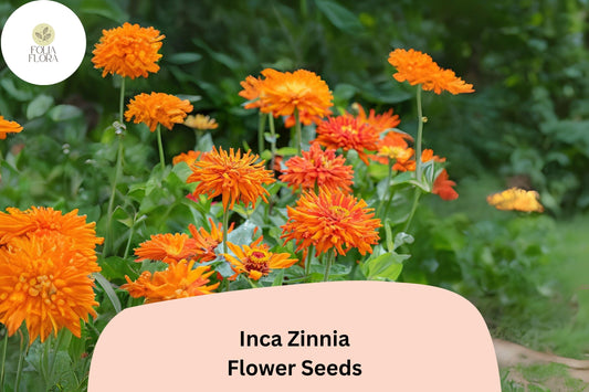 100+ Inca Zinnia Seeds – Bold Golden-Orange Blooms for Summer Garden & Cut Flowers