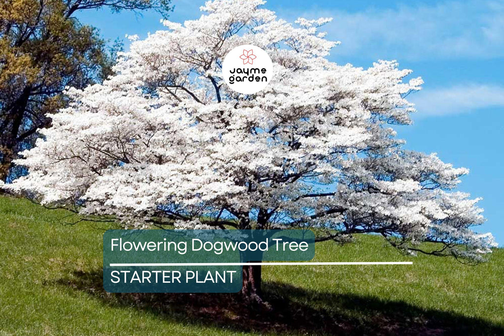 Live Flowering Dogwood Tree - Bare Root 2-3 Ft Plant - Cornus Florida (USDA Zones 4-9)