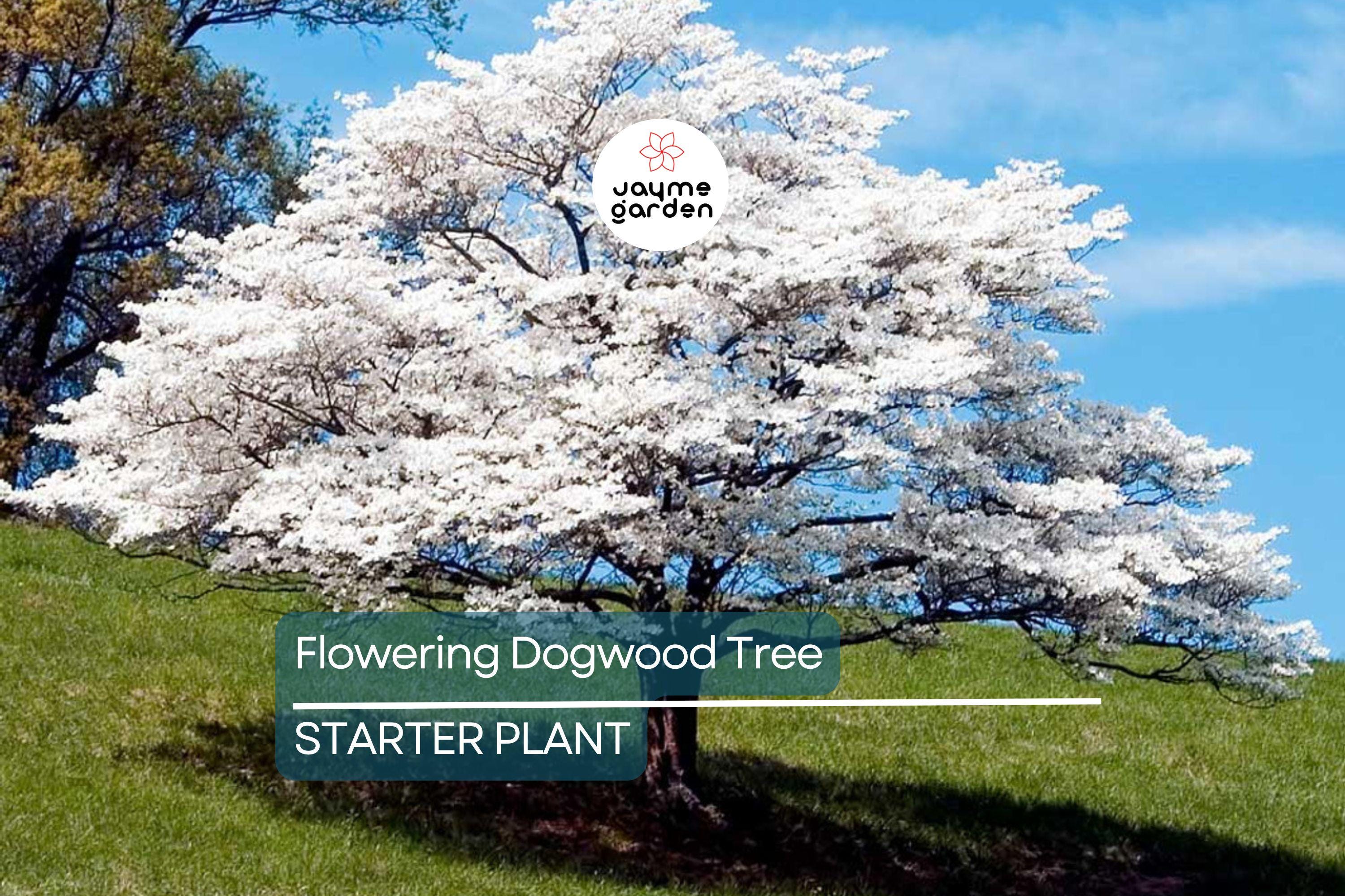 Live Flowering Dogwood Tree - Bare Root 2-3 Ft Plant - Cornus Florida (USDA Zones 4-9)