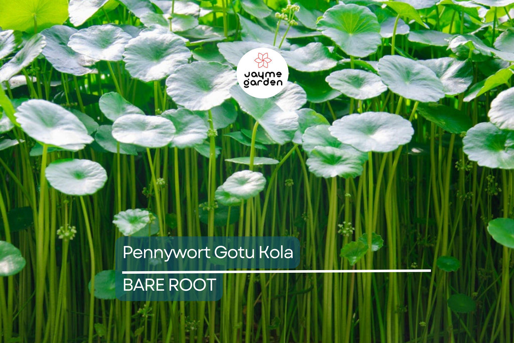 15pcs Pennywort Gotu Kola Bare Root Live Plant – Easy to Grow Ground Cover