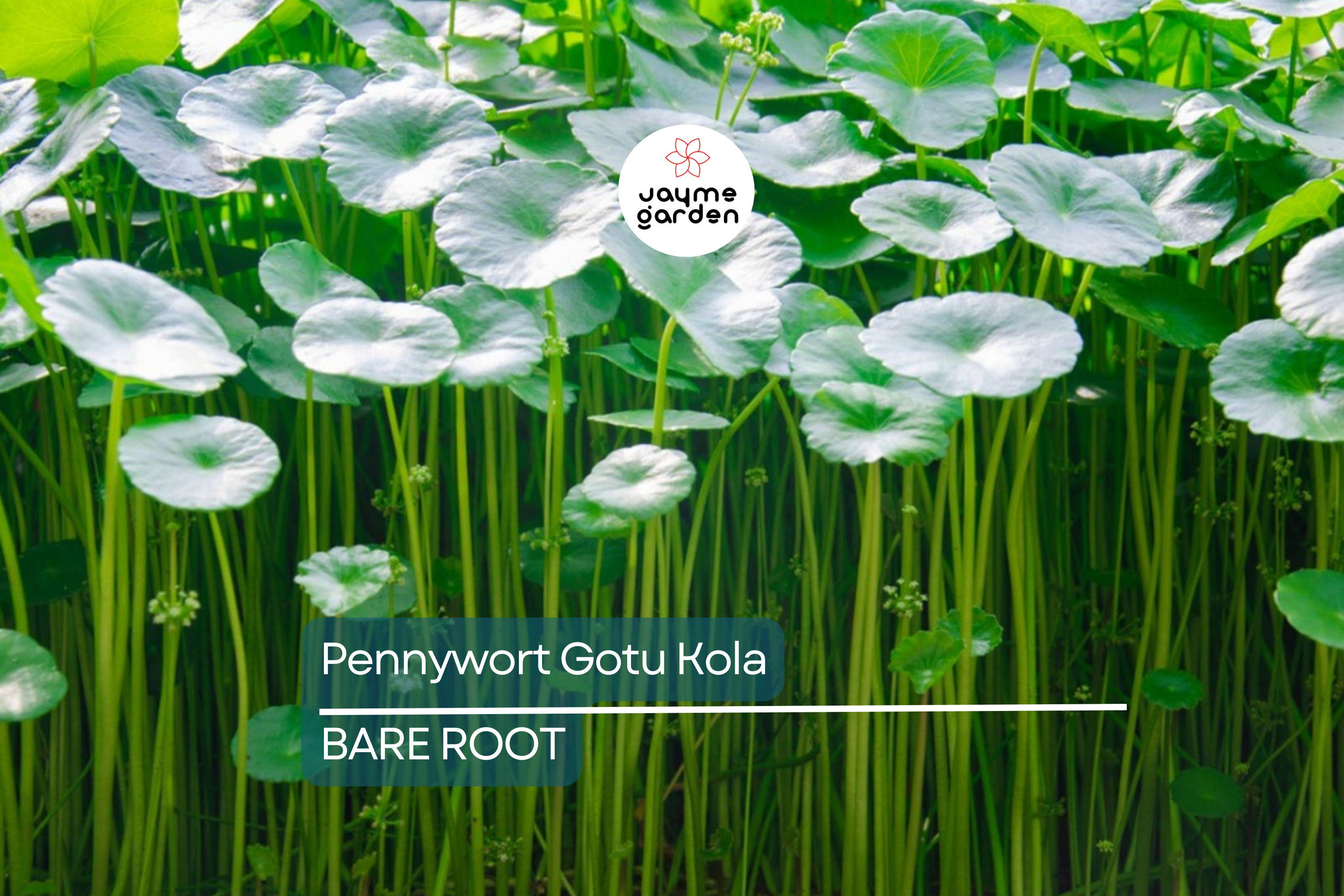 15pcs Pennywort Gotu Kola Bare Root Live Plant – Easy to Grow Ground Cover