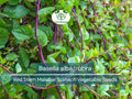 500 mg Seeds Malabar Spinach Red Stem – Basella alba/rubra | Heirloom Vegetable for Planting & Thriving Summer Harvests