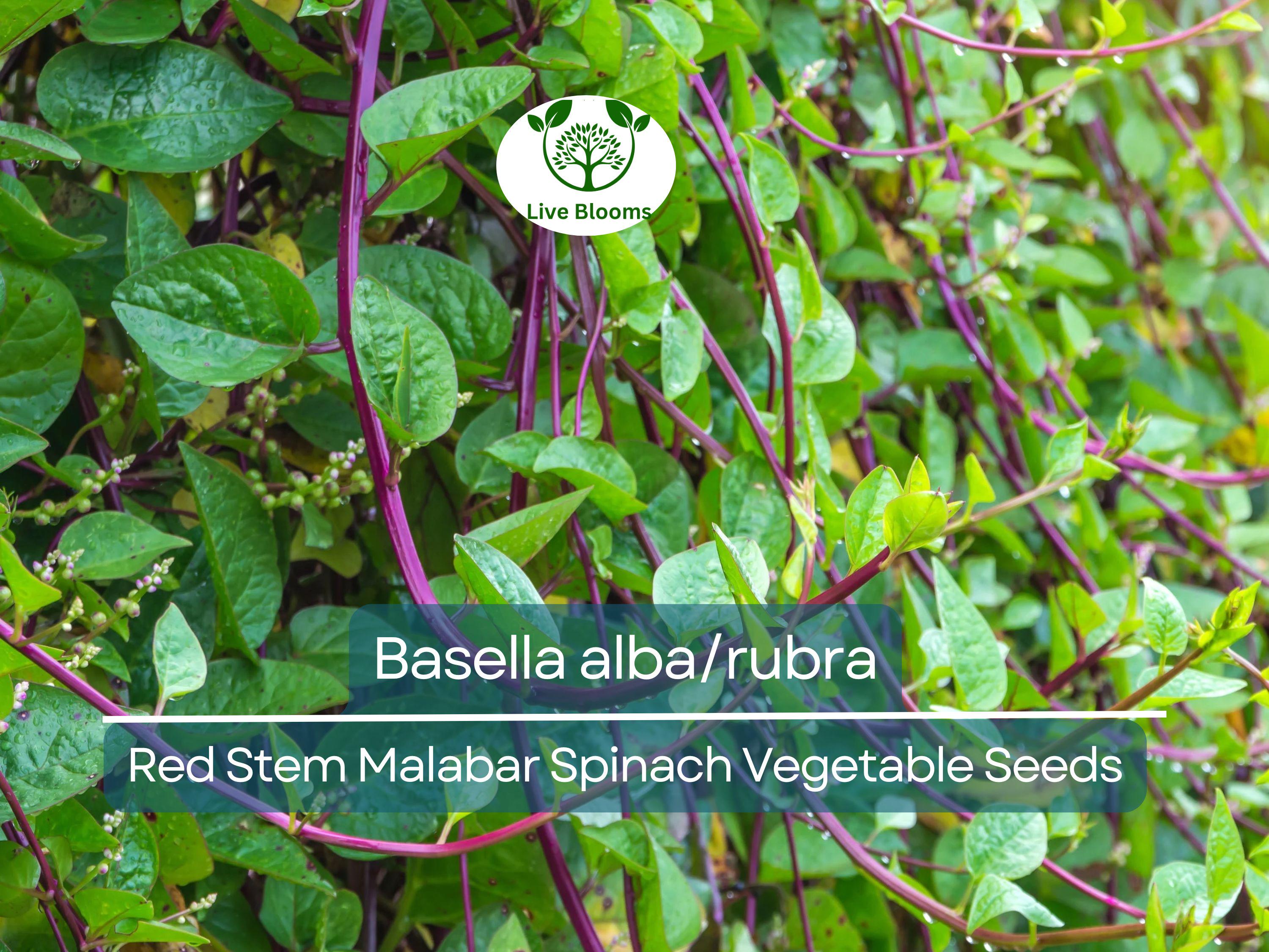 500 mg Seeds Malabar Spinach Red Stem – Basella alba/rubra | Heirloom Vegetable for Planting & Thriving Summer Harvests