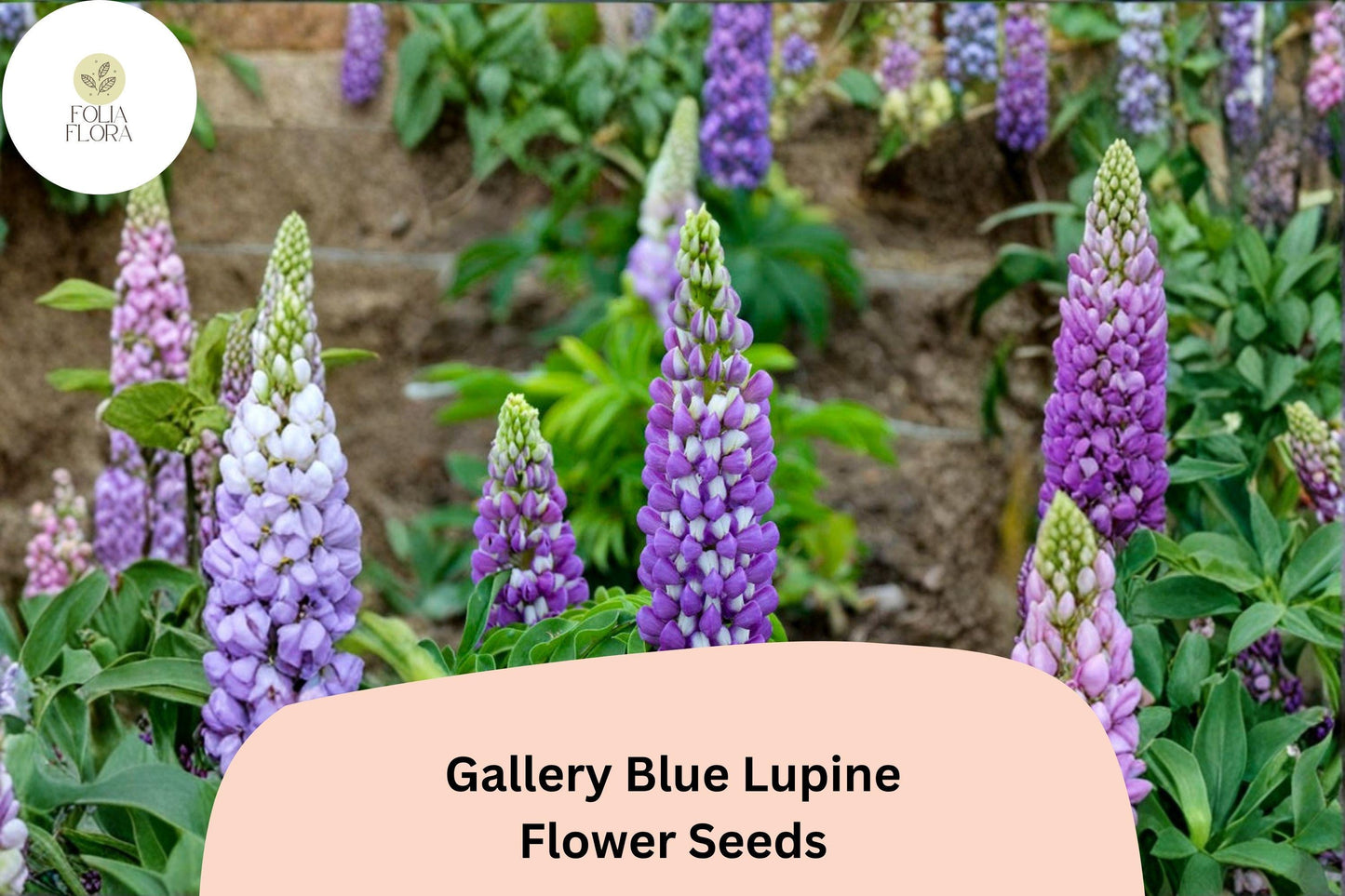 25+ Gallery Blue Lupine Seeds | Lupinus polyphyllus | Purple Spikes