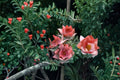Leucadendron Tinctum Seeds – Rare South African Silvery Shrub (3 Seeds)