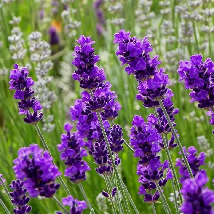 Set of 12 Herb Seeds – Basil, Dill, Parsley, Thyme, Lavender, Oregano, Cilantro & More – Perfect for Kitchen And Garden Planting – USA