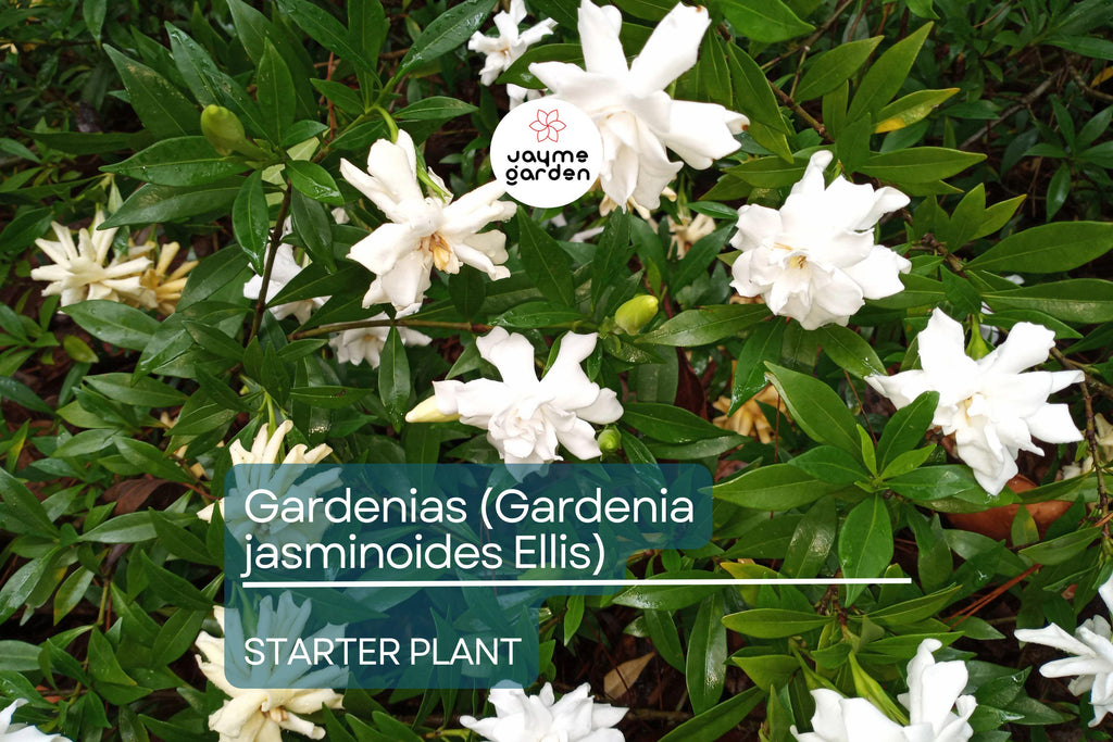 Gardenia Starter Plant (Gardenia jasminoides) – Fragrant Live Shrub, 1-2 Ft Tall, Ready to Plant, Lush Green Foliage & White Blooms