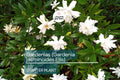 Gardenia Starter Plant (Gardenia jasminoides) – Fragrant Live Shrub, 1-2 Ft Tall, Ready to Plant, Lush Green Foliage & White Blooms