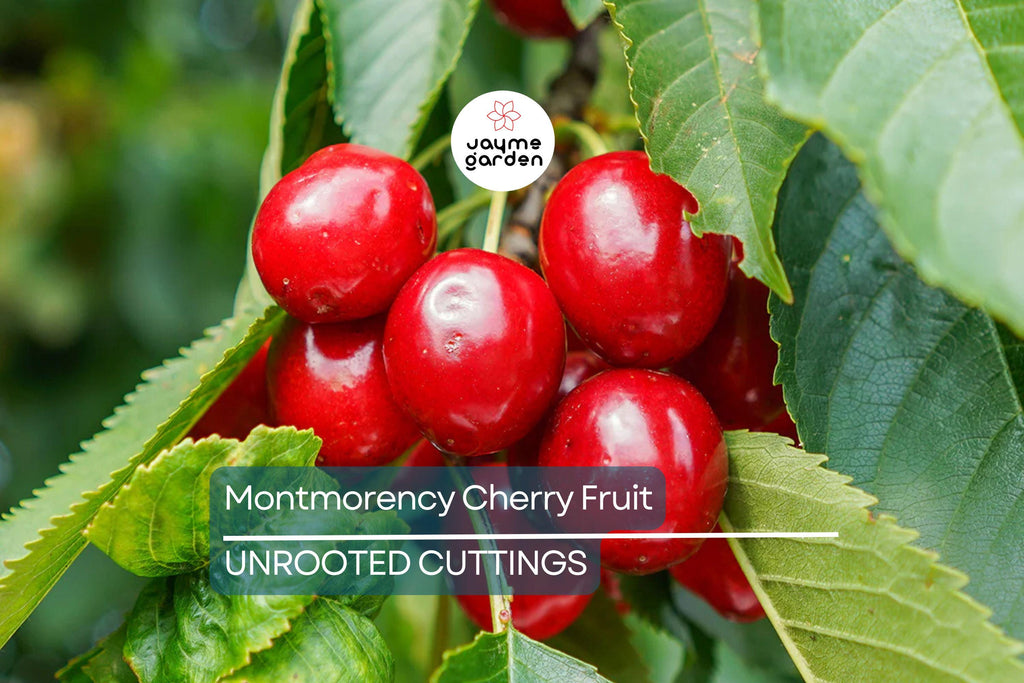 Montmorency Cherry Fruit Tree 8" Cuttings - 8 Fresh Scion Wood for Rooting & Grafting