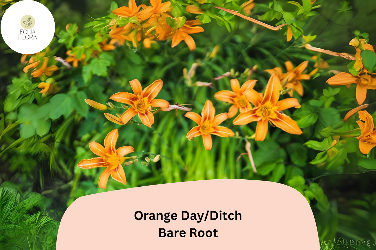 100 Orange Daylily Bare Root Plants | Hemerocallis fulva Perennial Ditch Lily for Garden Borders