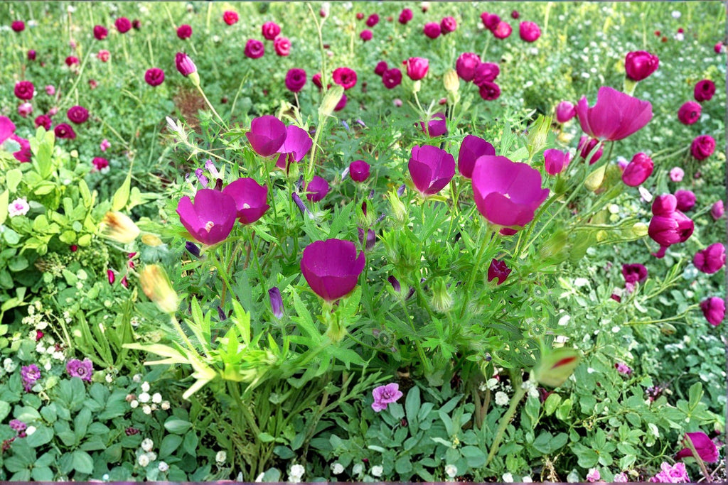 Callirhoe involucrata/Purple Poppy Mallow – 10 Seeds | Native Groundcover Perennial | Drought-Tolerant | Long-Blooming Wildflower