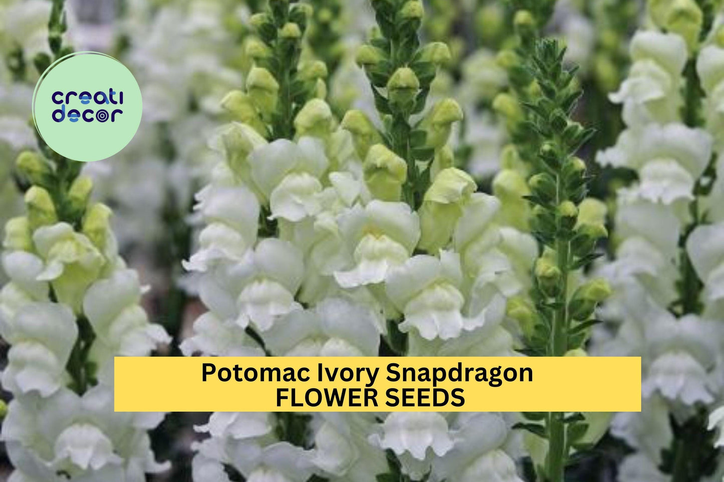 1000+ Potomac Ivory Snapdragon Seeds – Elegant Creamy White Blooms for Garden Planting, Tall Spikes for Borders & Bouquets – USA