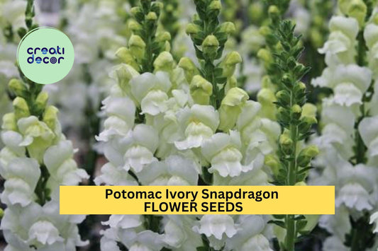 1000+ Potomac Ivory Snapdragon Seeds – Elegant Creamy White Blooms for Garden Planting, Tall Spikes for Borders & Bouquets – USA
