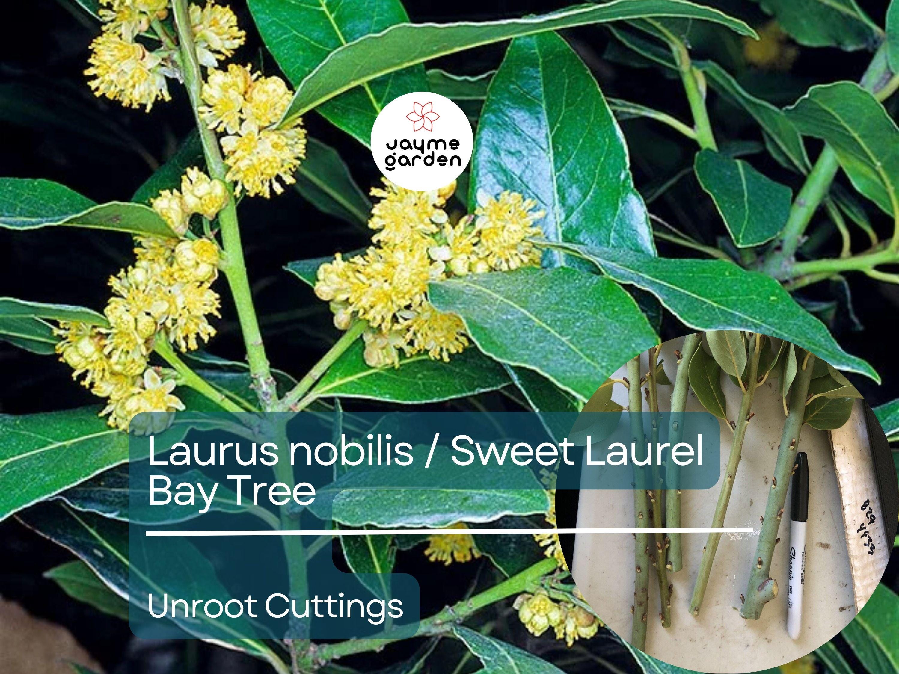 5 Unroot Cuttings (5-inch) Sweet Laurel Bay Tree - Fresh Bay Leaf Herb Plant Cuttings for Garden & Culinary Use - Laurus nobilis
