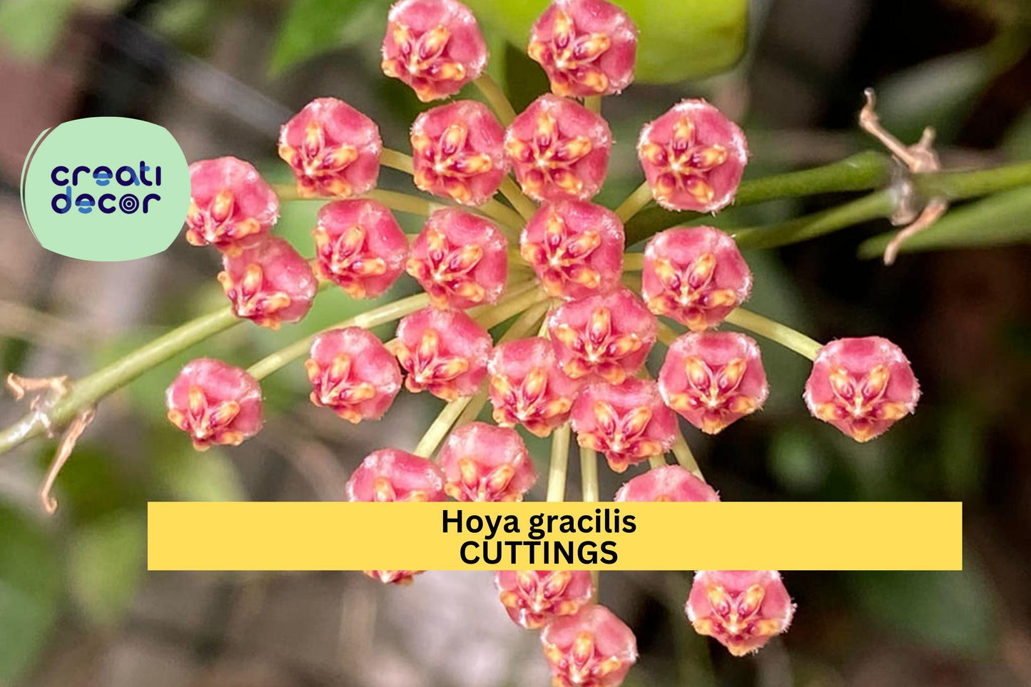 2 Hoya gracilis Cuttings or Rooted | Hoya memoria Live Plant | Wax Vine Starter | Trailing Houseplant | Easy Care Indoor Plant
