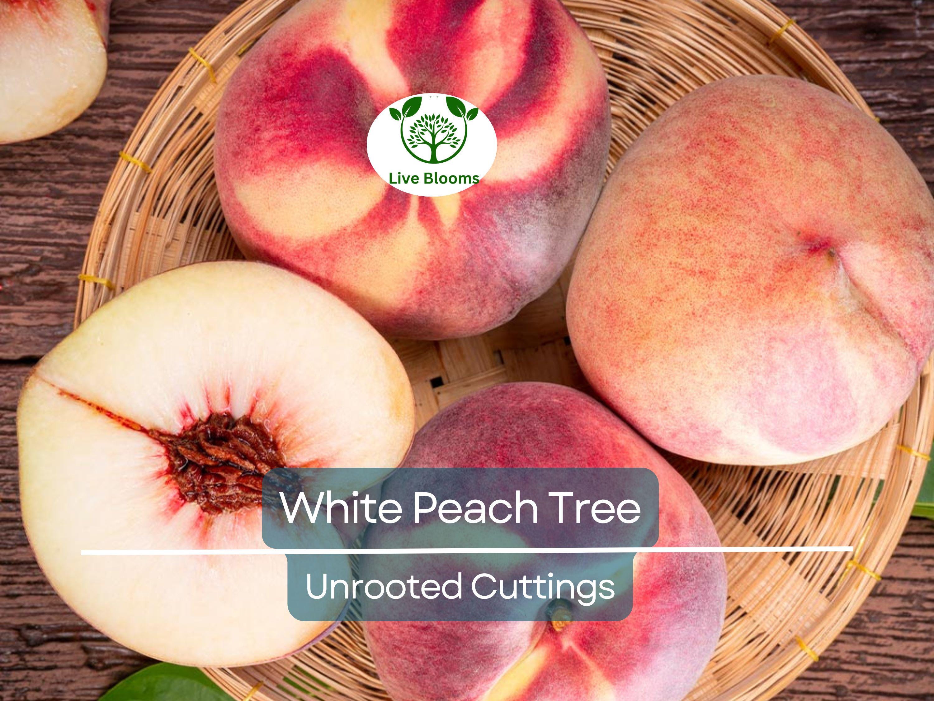 3PCS Juicy White Peach Tree 5-6" Unrooted Cuttings - Prunus persica, Delicious Fruit Tree for Propagation, Easy to Grow, Home Orchard Plant