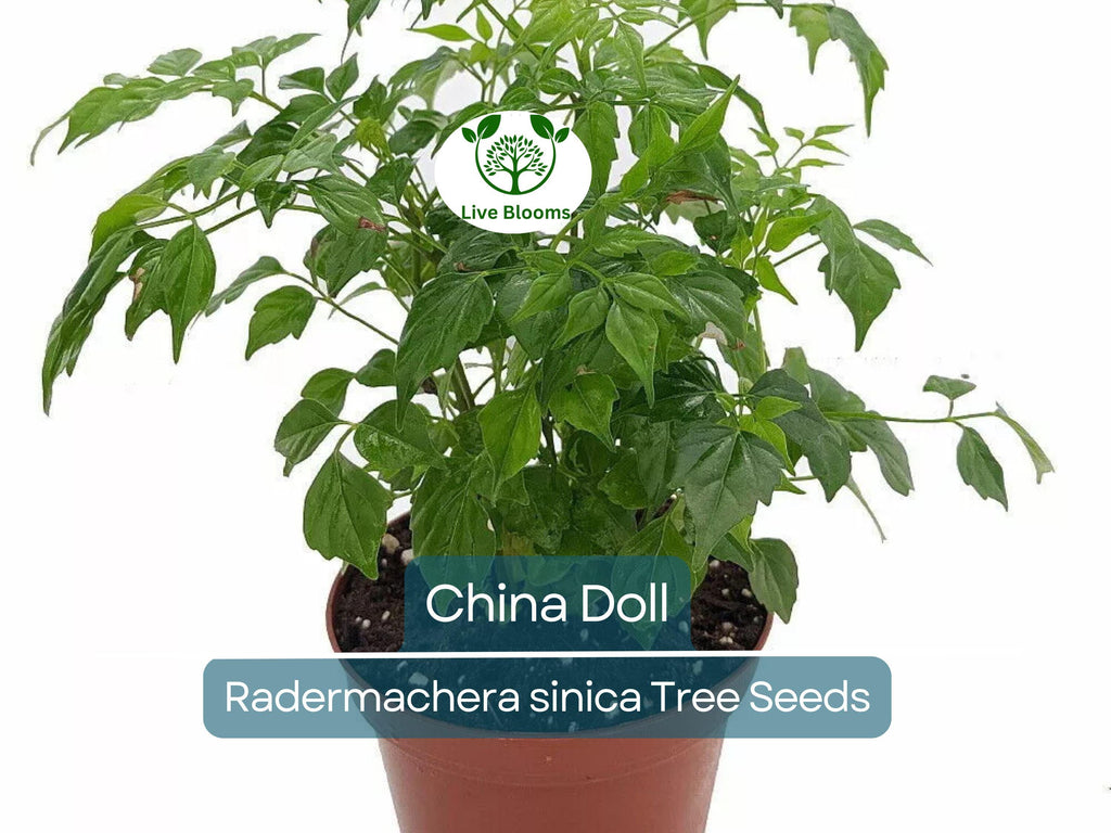 15 Radermachera sinica Seeds | China Doll Tree, Exotic Indoor Bonsai Plant, Non-GMO, Indoor Potted, Unique Decorative Houseplant