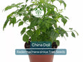 15 Radermachera sinica Seeds | China Doll Tree, Exotic Indoor Bonsai Plant, Non-GMO, Indoor Potted, Unique Decorative Houseplant