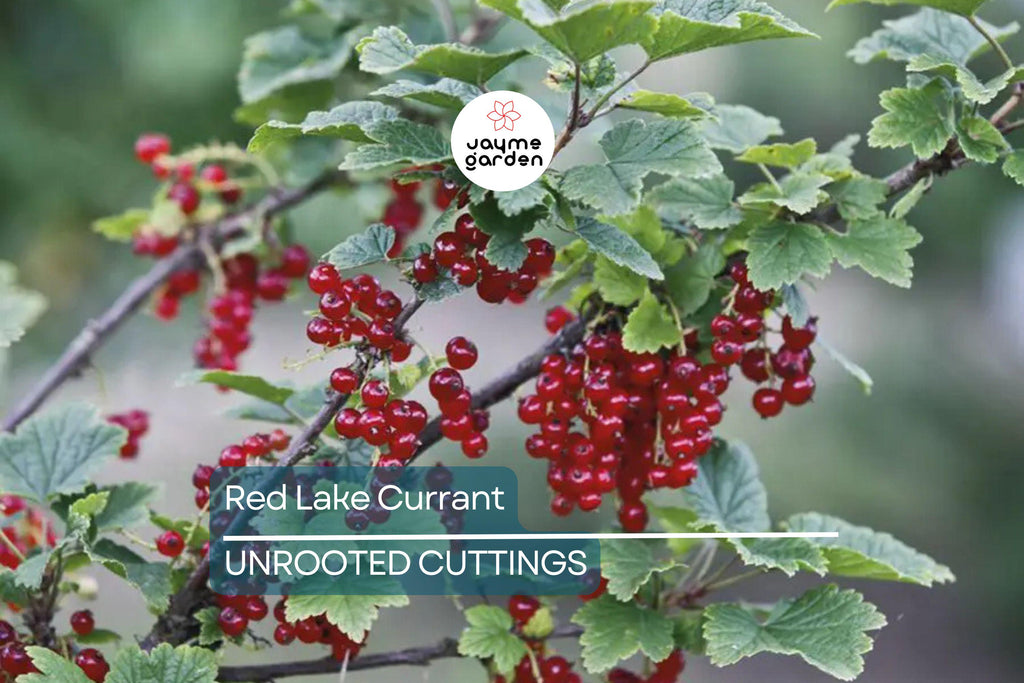 Red Lake Currant Hardwood Cuttings | 8 Fresh 6-10” Cuttings | Edible Berries | Easy to Grow |