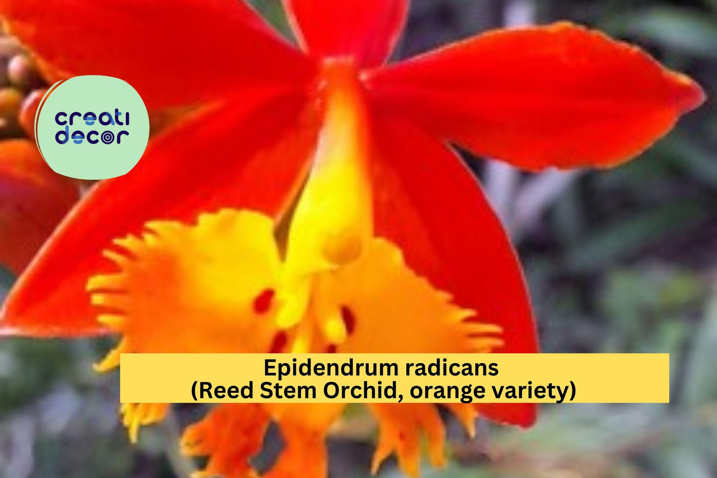 Epidendrum radicans Reed Stem Orchid | Bare Root Orange Orchid Species Starter Plant | Hardy Outdoor & Indoor Blooms