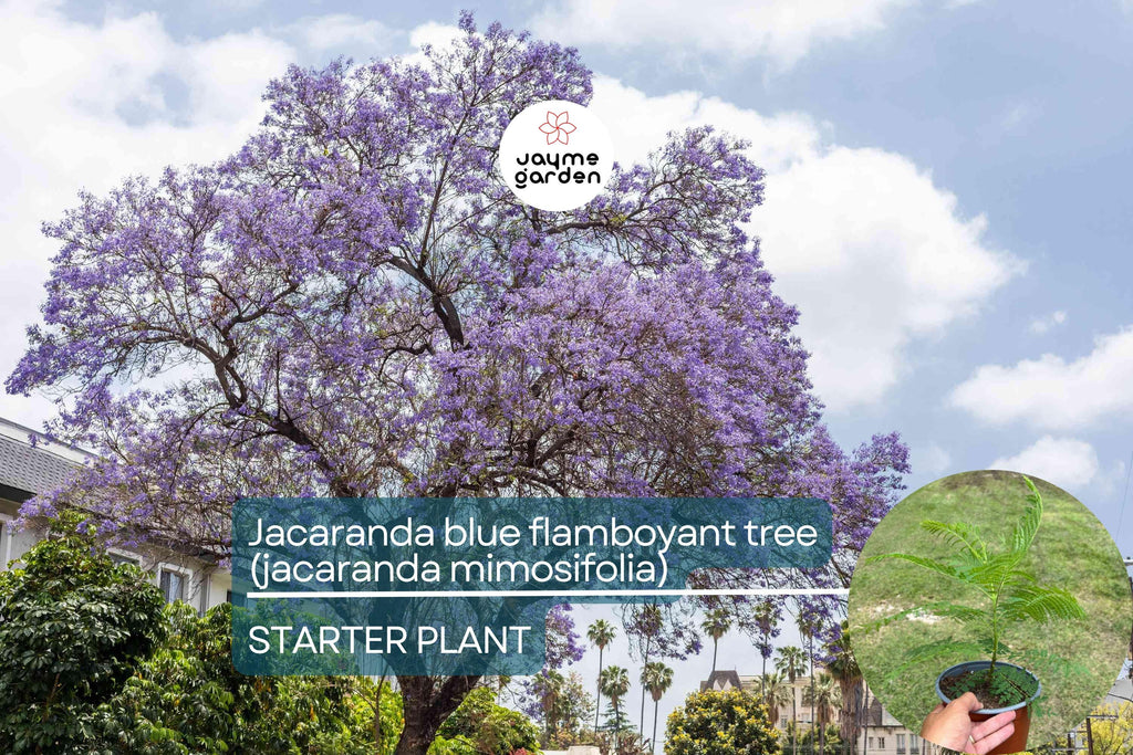 Jacaranda Blue Flamboyant Tree (Jacaranda Mimosifolia) 8”-18” – Exotic Purple Blooms for Your Tropical Garden!