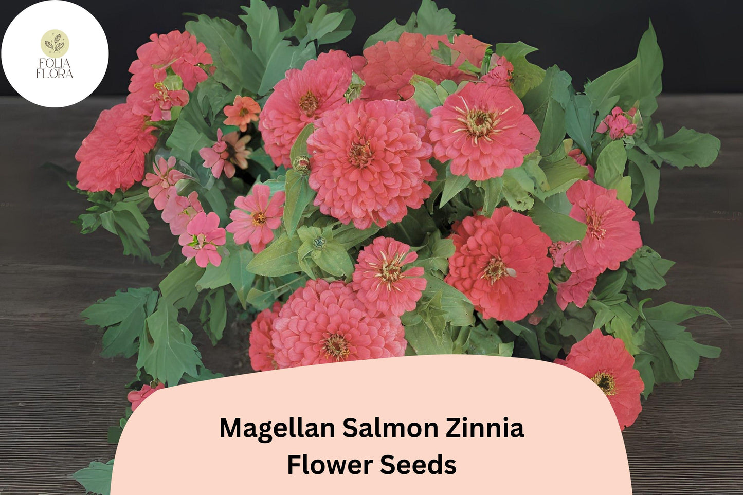 100+ Magellan Salmon Zinnia Seeds – Soft Salmon Blooms for Garden Beds, Borders & Cut Flowers