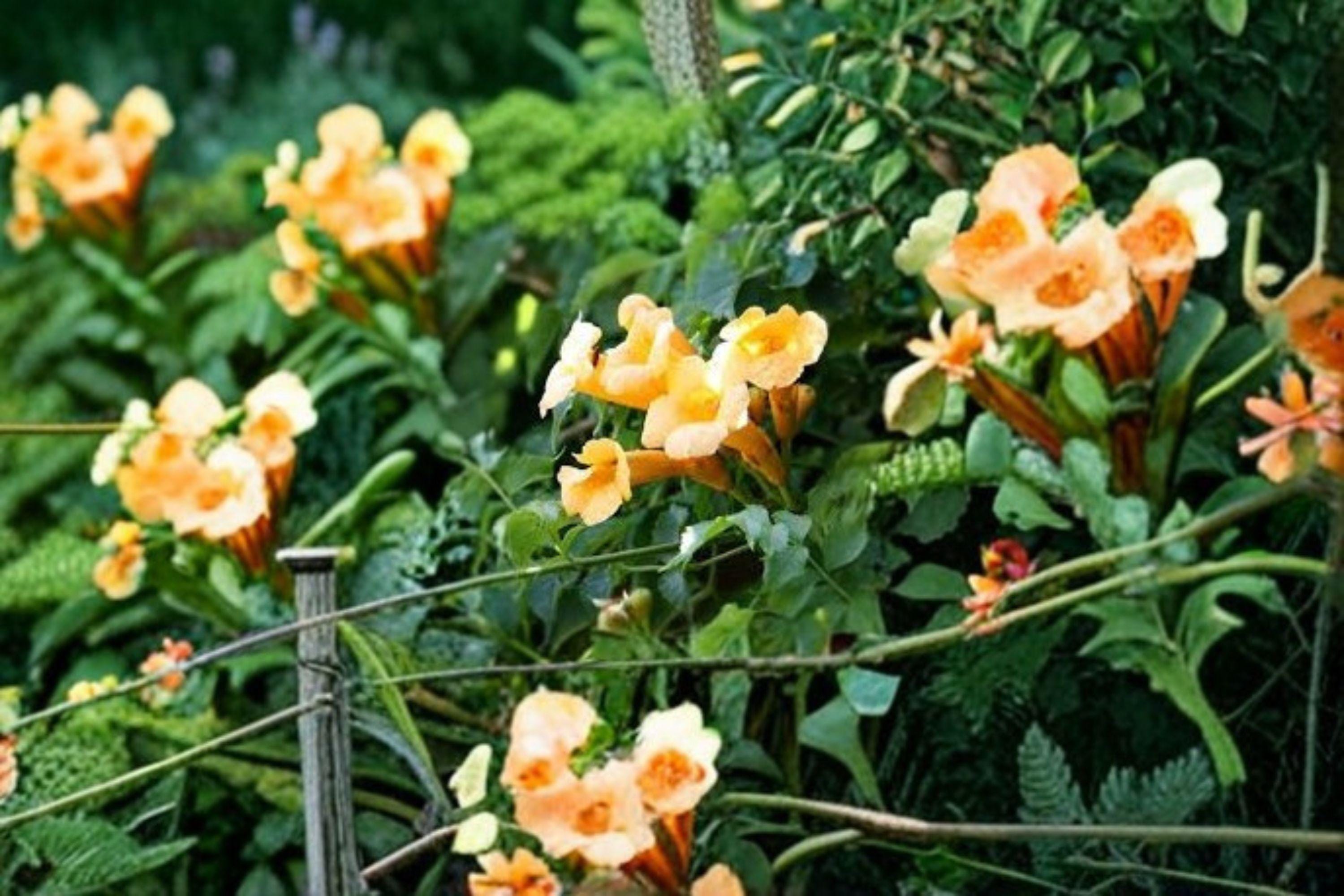 Campsis radicans 'Flava' – Yellow Trumpet Vine Seeds | 20 Seeds | Bright Summer Blooms