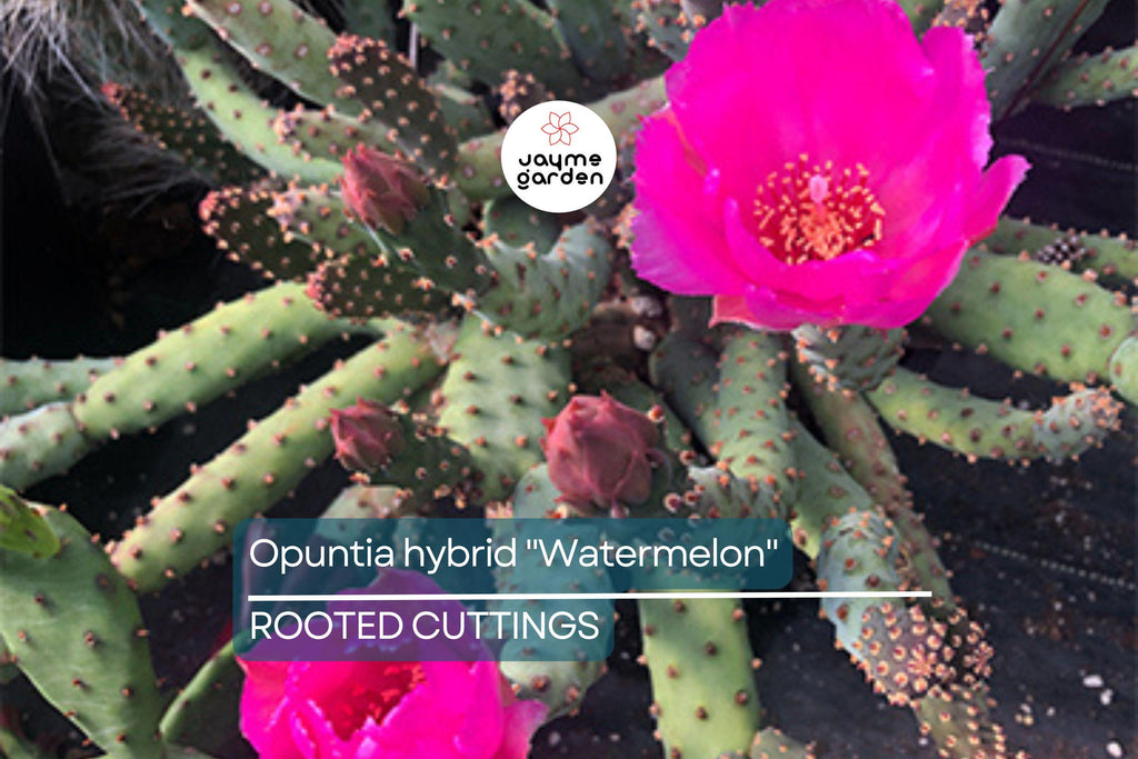 Opuntia Hybrid "Watermelon" Prickly Pear Cactus - 1 Rooted Cutting, Vibrant Pink Blooms, Winter Hardy