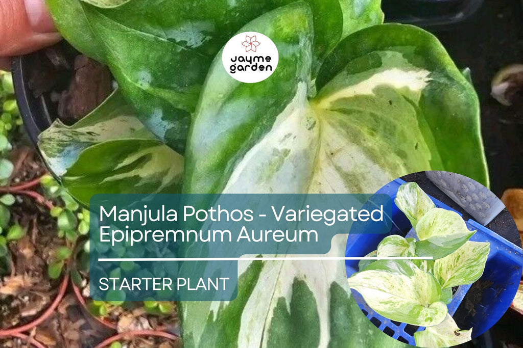 Manjula Pothos Starter Plant - Variegated Epipremnum Aureum - Unique White Green Foliage for Indoor Decor, Hanging Baskets & Shelves